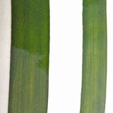 Bouteille d'huile | Vert Linhas