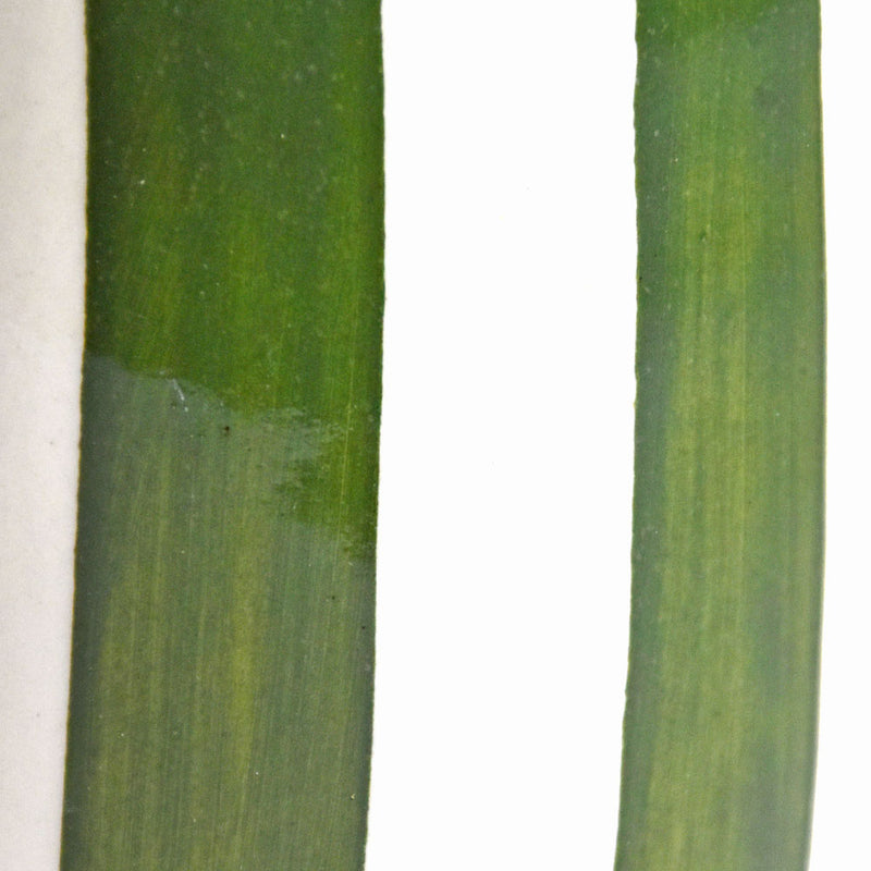 Bouteille d'huile | Vert Linhas