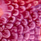 Grande hirondelle | Rose